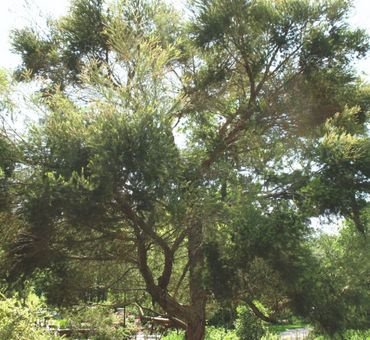 Чайное дерево (экстра) эф.масло 10мл. фото 2