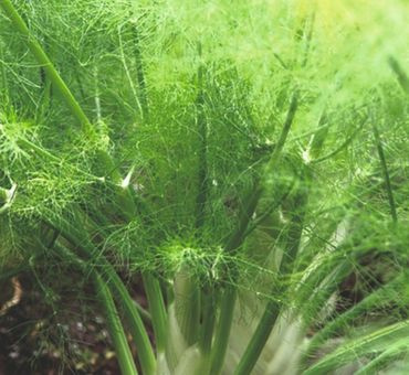 Фенхель эфирное масло 10мл. фото 5