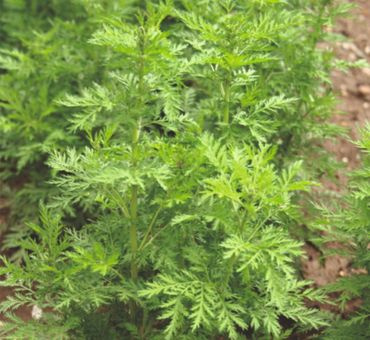 Полынь сладкая эф.масло 5мл фото 1